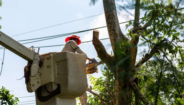 tree service kitsap county