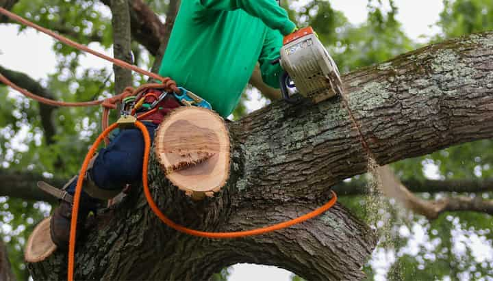 tree service kitsap county