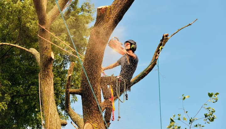 tree service kitsap county