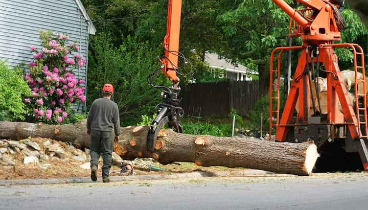 tree removal kitsap county