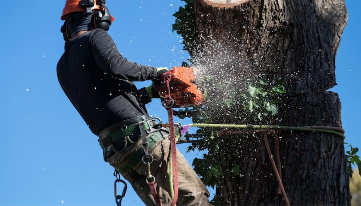 tree removal kitsap county